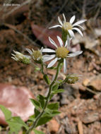 Image de Eurybia radulina (A. Gray) G. L. Nesom