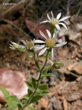 Image of roughleaf aster