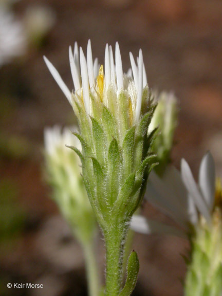 Image de Eurybia radulina (A. Gray) G. L. Nesom