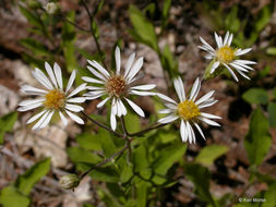 Image de Eurybia radulina (A. Gray) G. L. Nesom