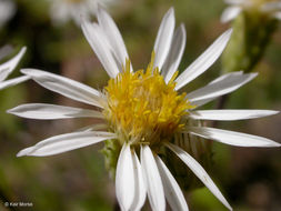 Image de Eurybia radulina (A. Gray) G. L. Nesom