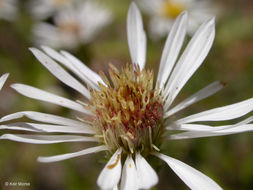 Image of roughleaf aster