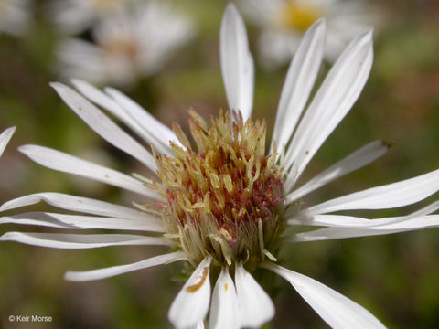 Plancia ëd Eurybia radulina (A. Gray) G. L. Nesom