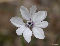 Слика од Blepharipappus scaber Hook.