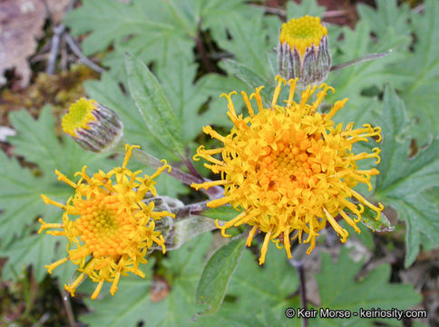 Image de Cacaliopsis nardosmia (A. Gray) A. Gray