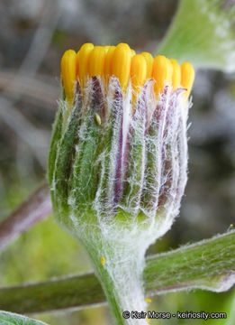 Image de Cacaliopsis nardosmia (A. Gray) A. Gray