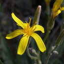 Crepis pleurocarpa Gray resmi