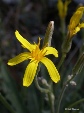 Image of nakedstem hawksbeard