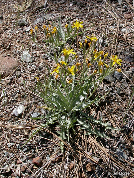 Crepis pleurocarpa Gray resmi