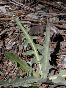 Image of nakedstem hawksbeard