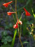 Image of red larkspur