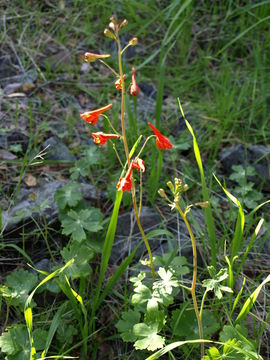 Image of red larkspur