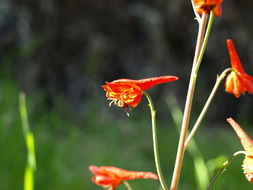 Image of red larkspur