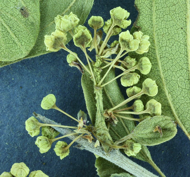 Image of whitethorn ceanothus