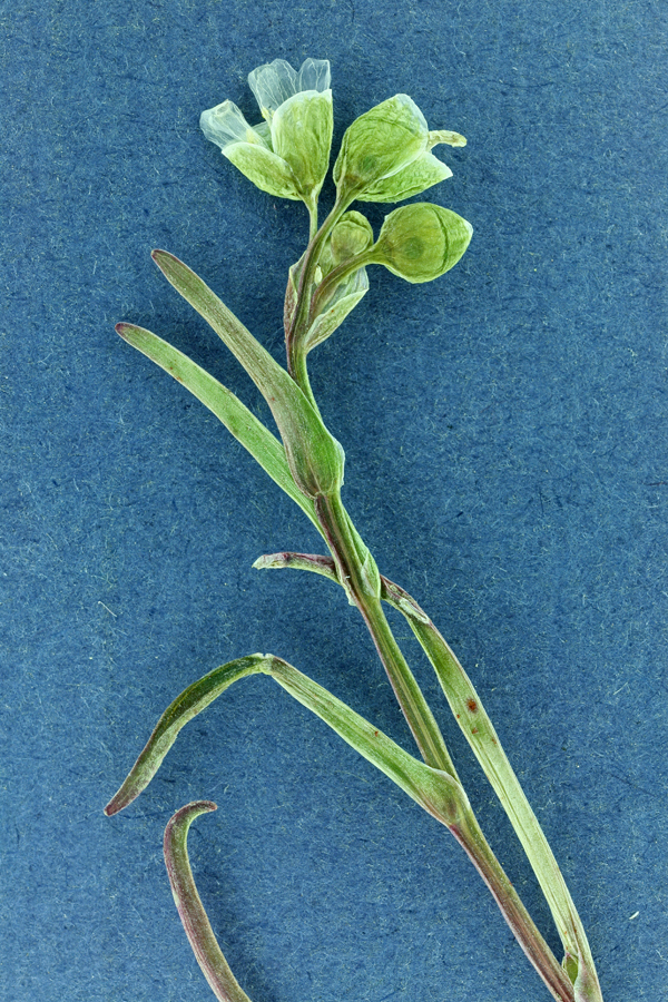 Image of narrowleaf minerslettuce