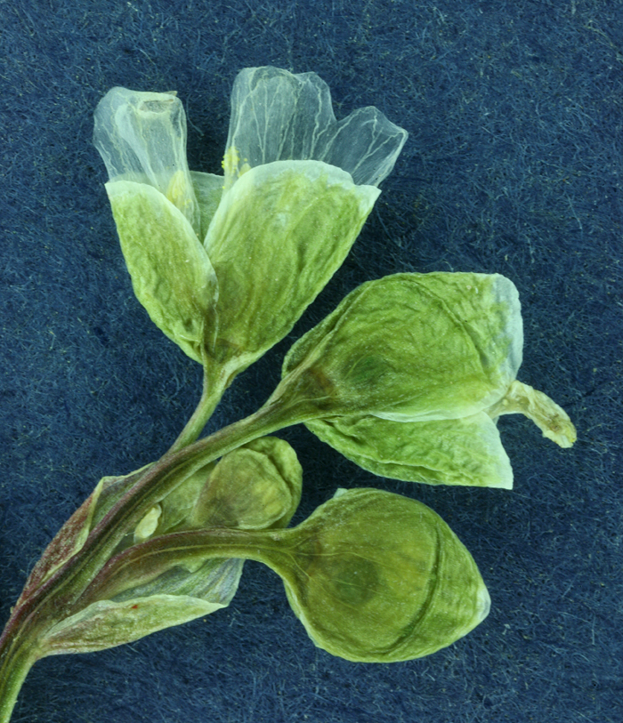 Image of narrowleaf minerslettuce