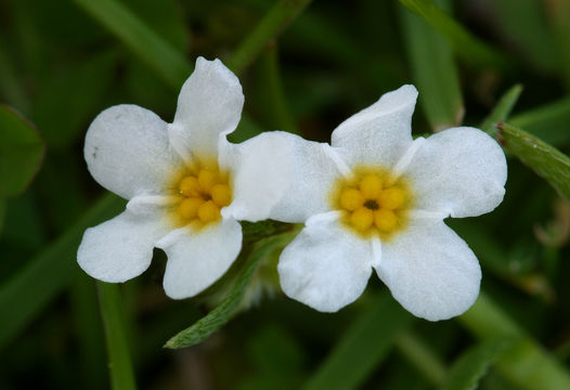 Image de Plagiobothrys nothofulvus (A. Gray) A. Gray