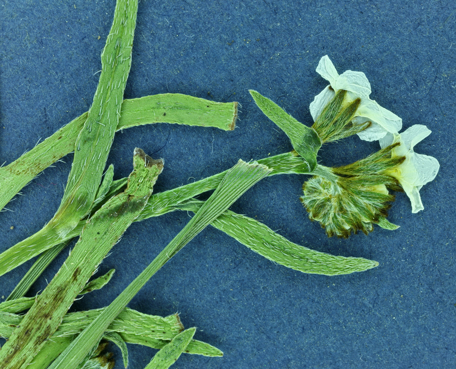 Plancia ëd Plagiobothrys nothofulvus (A. Gray) A. Gray