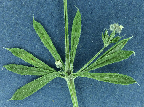 Plancia ëd Galium aparine L.