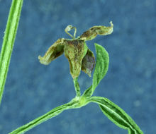 Image of Lamarck's bedstraw