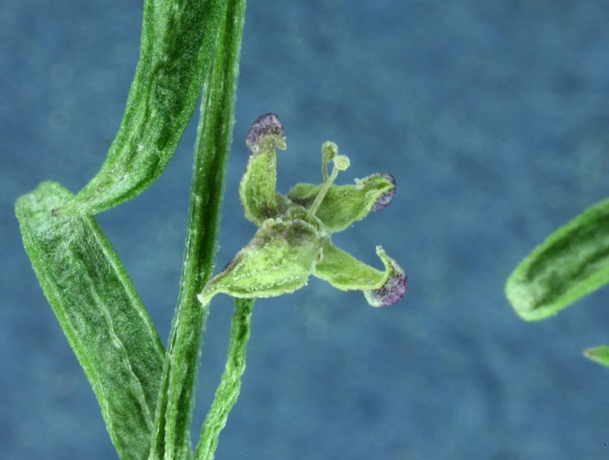 Plancia ëd Galium divaricatum Pourr. ex Lam.