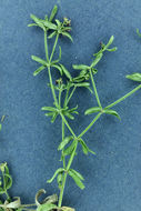 Image of Lamarck's bedstraw