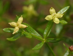 Image of Lamarck's bedstraw