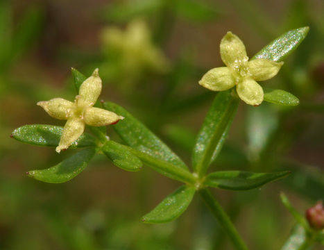 Plancia ëd Galium divaricatum Pourr. ex Lam.