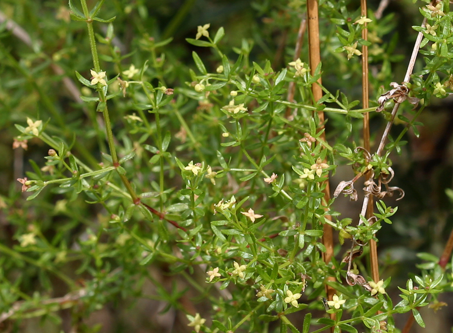 Image of Lamarck's bedstraw