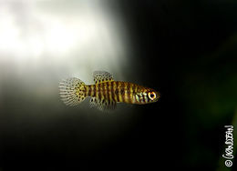 صورة Simpsonichthys nigromaculatus Costa 2007