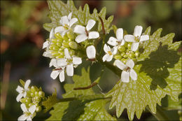 Image of Garlic Mustard