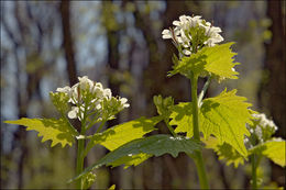 Image of Garlic Mustard