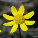 Image of common spring-gold