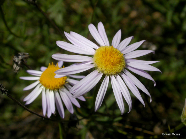 Image of leafy fleabane