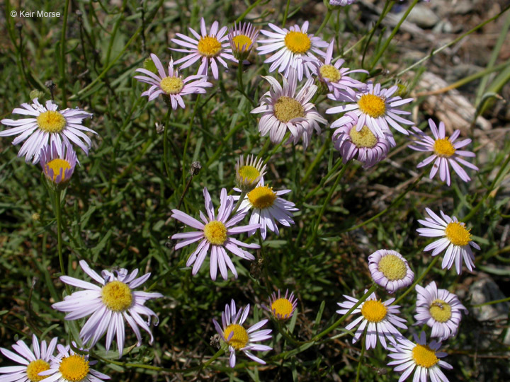 Image of leafy fleabane