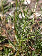 Image of leafy fleabane