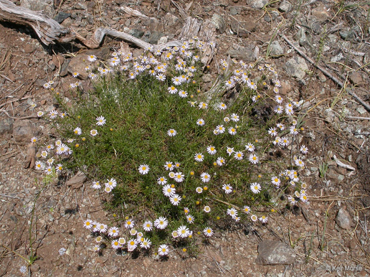 Image of leafy fleabane