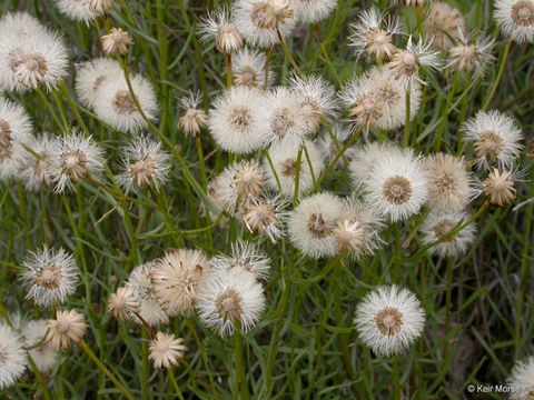 Image of leafy fleabane