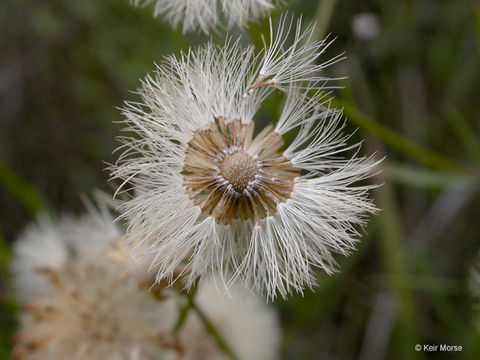 Image of leafy fleabane