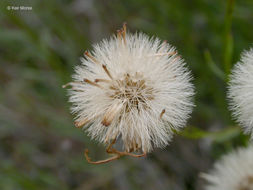 Image of leafy fleabane