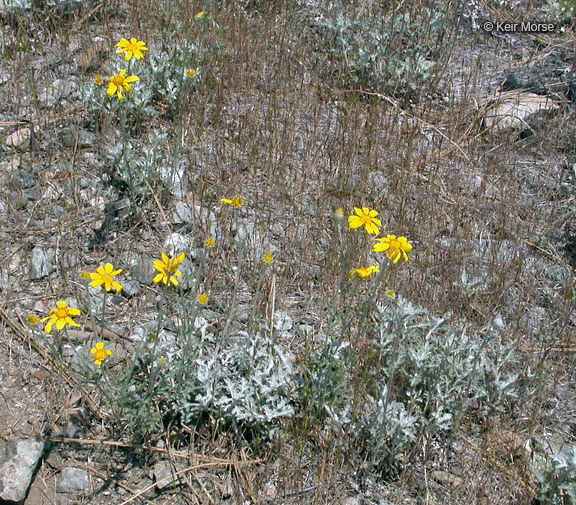 Image of <i>Eriophyllum lanatum</i> var. <i>achilleoides</i>