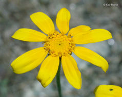 Image of <i>Eriophyllum lanatum</i> var. <i>achilleoides</i>