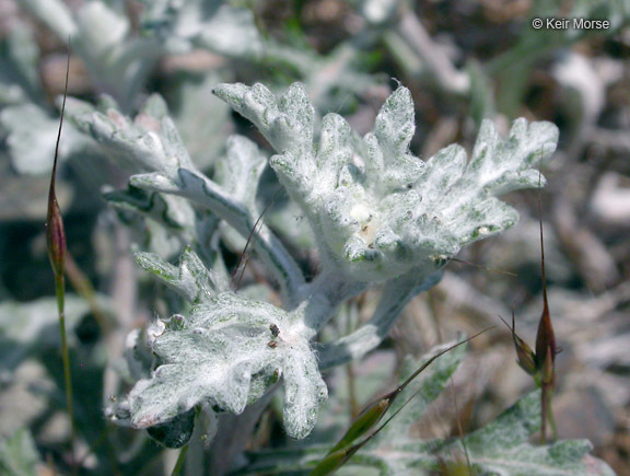 Image of <i>Eriophyllum lanatum</i> var. <i>achilleoides</i>