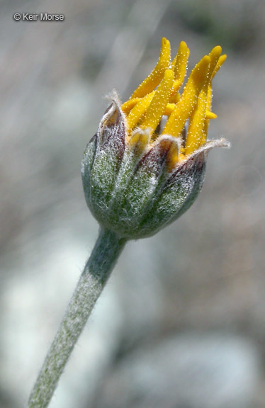 Image of <i>Eriophyllum lanatum</i> var. <i>achilleoides</i>