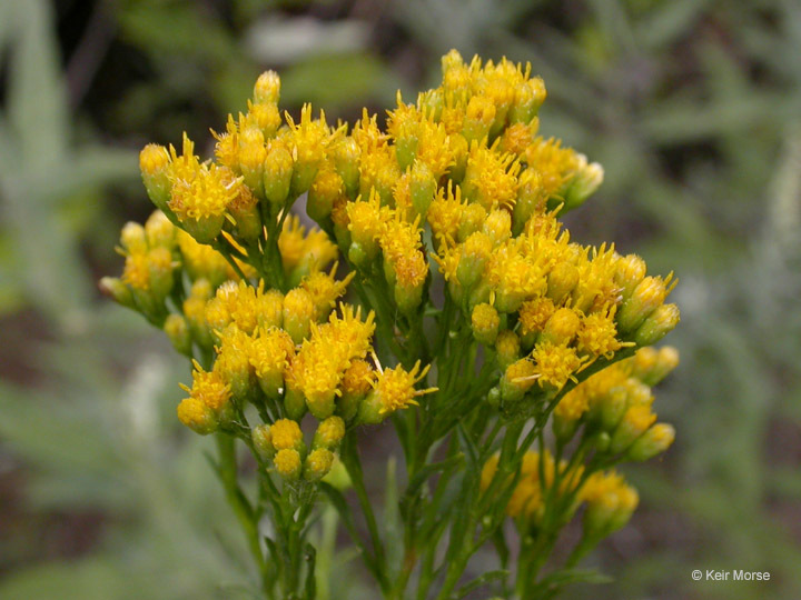 Plancia ëd Euthamia occidentalis Nutt.