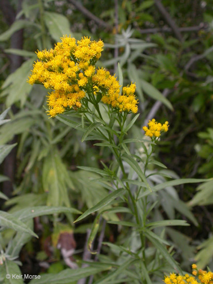 Plancia ëd Euthamia occidentalis Nutt.