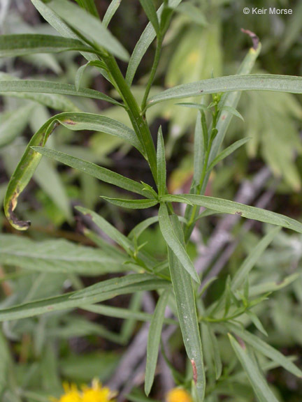 Plancia ëd Euthamia occidentalis Nutt.