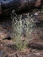 Image of Wright's cudweed