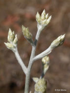 Image of Wright's cudweed