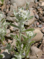 Image of western marsh cudweed